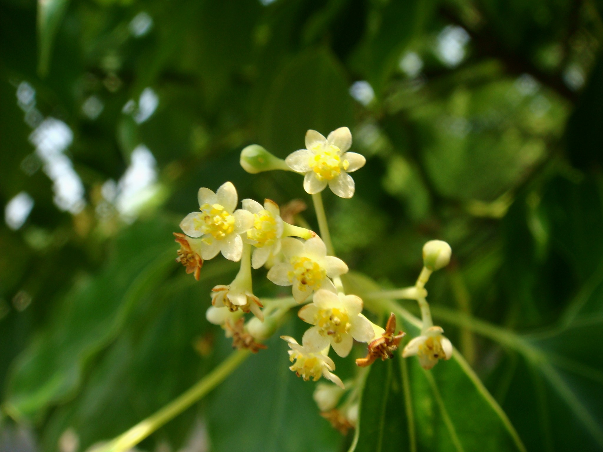 Cinnamomum Camphora L J Presl